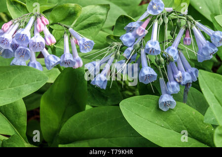 Berg Bluebell, Mertensia ciliata Stockfoto