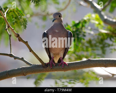 Eine eared dove (zenaida Auriculata) auf einem Baum in der Stadt Cordoba, Cordoba, Argentinien. Stockfoto