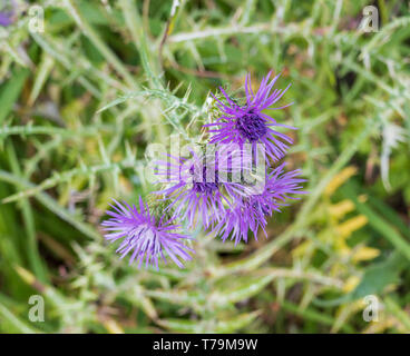 Blumen oder Cynara Cardunculus Cardoon Stockfoto