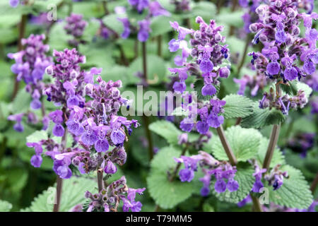 Dekorative Catmint 'Six Hills Giant' Catnip Flower Nepeta x faassenii Stockfoto