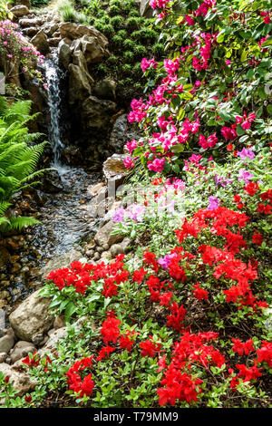 Frühlingsgarten schöne Landschaft mit einem Wassergarten Bach in einer japanischen Gartenszene mit Frühlingsblühenden Sträuchern Rhododendron Blumen Stockfoto