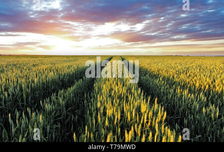 Weizenfeld bei Sonnenuntergang Stockfoto