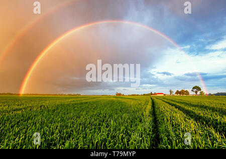 Rainbow Rural landscape with wheat field on sunset Stockfoto