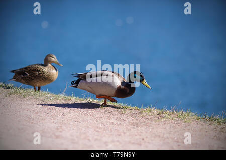 Ein paar wilde Enten zu Fuß entlang der Küste in der Nähe des Azure Lake, von der Sonne beschienen Stockfoto