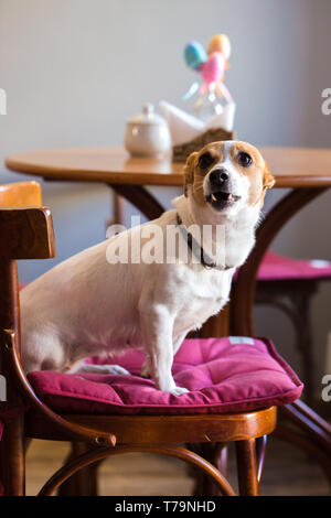 Der Hund sitzt auf einem Stuhl in einem Cafe Stockfoto