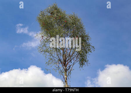 Ein traditionelles Maibaum mit bunten Bändern auf blauem Hintergrund. Stockfoto