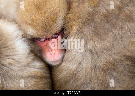 Snow Monkey Stockfoto