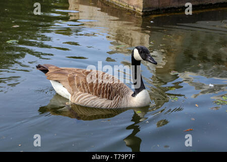 Graugans schwimmt auf einem Teich in einer Stadt park Stockfoto