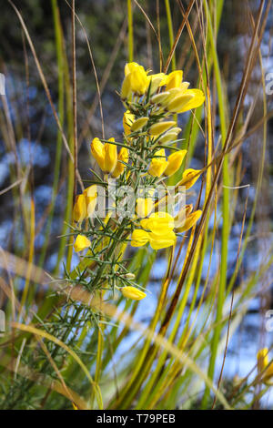 Close-up einige gelbe Ginster Blumen, Neuseeland Stockfoto