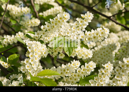 Blühender Baum des bird cherry Stockfoto