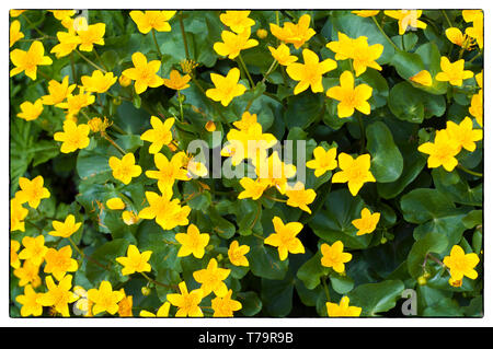 Hintergrund Der gelbe Sumpfdotterblume in einem Rahmen. Sumpfdotterblume (Caltha palustris); auch bekannt als Schlüsselblume, gelbe Sumpfdotterblume. Stockfoto