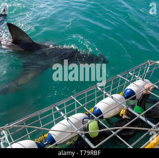 Taucher tauchen Käfige in Gaansbaai in Südafrika mit einer großen weißen Hai nähert sich der Käfig in touristische Abenteuer Stockfoto