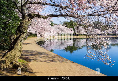 Weg rund um das Tidal Basin während Cherry Blossom Festival in Washington DC mit den Blumen, die über dem Wasser Stockfoto