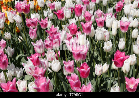 Rosa und weissen Akropolis Tulip Blumen Stockfoto