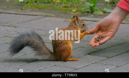 Frau feeds Eichhörnchen im Park Stockfoto