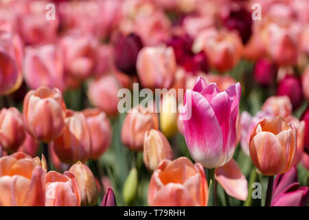 Schließen bis Pink und White Tulip Spring Flower mit Pfirsich Hintergrund Stockfoto