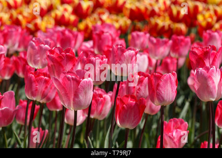 Mutliple Flaming Purissima Frühling Tulpe Blumen Stockfoto