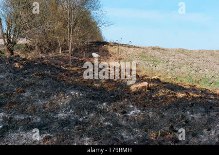 Brennende Gras auf dem Feld, brennende Feld Gras im letzten Jahr Stockfoto