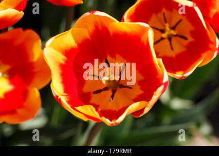 Ziemlich Orange und Rot Frühling Tulpe Blume Nahaufnahme Stockfoto