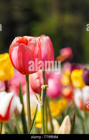 Pink Spring Tulip Flower Close Up View Stockfoto