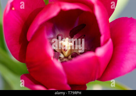 Close up Pretty Pink Lila Frühling Tulpe Blume Innenansicht Stockfoto