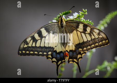 Alte Welt Schwalbenschwanz Schmetterling sitzt auf der Anlage Stockfoto