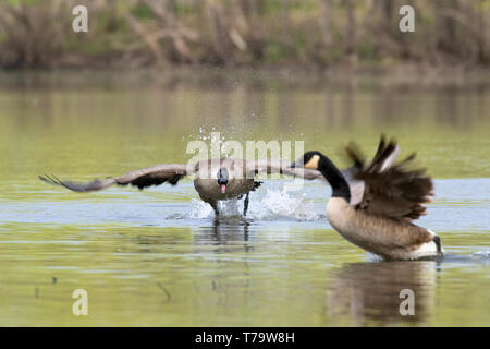 Kanadagänse (Branta canadensis) kämpfen, während der Paarungszeit, Iowa, USA Stockfoto