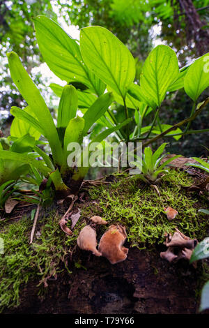 Pilz und große Blätter an einem Baum in der Mata Atlantica Wald in Iporanga, PETAR, Brasilien Stockfoto