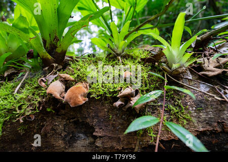 Pilz und große Blätter an einem Baum in der Mata Atlantica Wald in Iporanga, PETAR, Brasilien Stockfoto