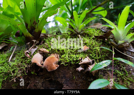 Pilz und große Blätter an einem Baum in der Mata Atlantica Wald in Iporanga, PETAR, Brasilien Stockfoto