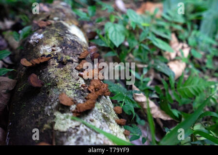 Pilz auf einem toten Zweig auf dem Boden in der Mata Atlantica Wald, Brasilien Stockfoto