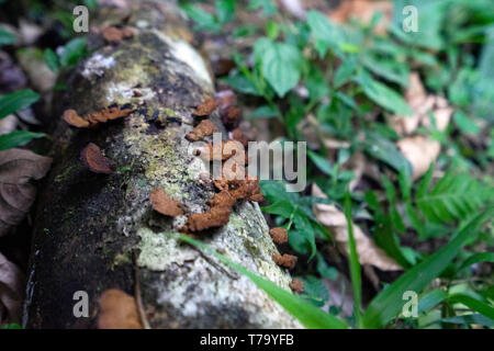 Pilz auf einem toten Zweig auf dem Boden in der Mata Atlantica Wald, Brasilien Stockfoto