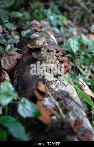 Pilz auf einem toten Zweig auf dem Boden in der Mata Atlantica Wald, Brasilien Stockfoto