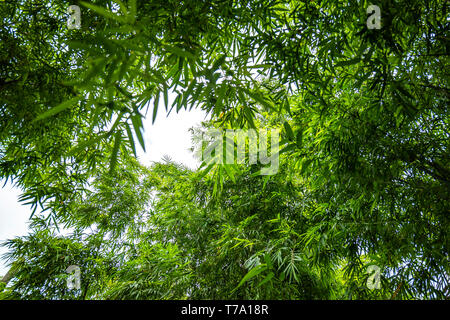 Bambus Baum im Garten mit unten oder unten Winkel betrachten. Stockfoto