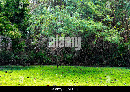 Wasserlinsen und wasser Anlagen decken den Teich/Pool. Stockfoto