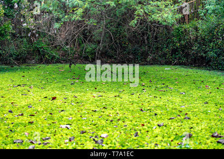 Wasserlinsen und wasser Anlagen decken den Teich/Pool. Stockfoto