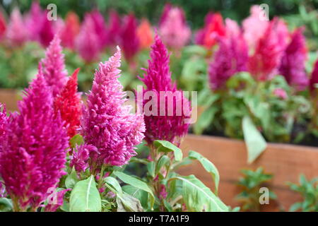 Rosa chinesischen Wolle Blume/Cockcomb im Garten Feld., Thailand. Stockfoto