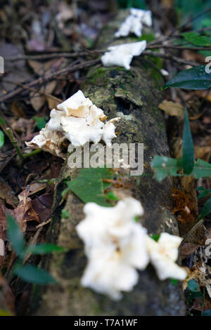 Pilz auf einem toten Zweig auf dem Boden in der Mata Atlantica Wald, Brasilien Stockfoto