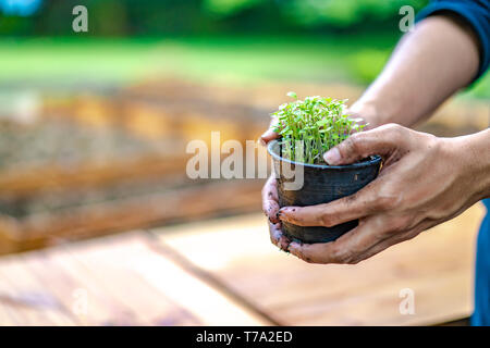 Nahaufnahme der männlichen Hand und Aussaat der Samen in den Boden vorbereiten in Kunststoff schwarz Blumentopf. Stockfoto