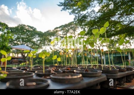 Setzlinge wachsen in der Landwirtschaft Kunststoff Blumentopf in einer Reihe mit großen Baum und Himmel Hintergrund. Stockfoto