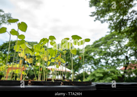 Setzlinge wachsen in der Landwirtschaft Kunststoff Blumentopf in einer Reihe mit großen Baum und Himmel Hintergrund. Stockfoto