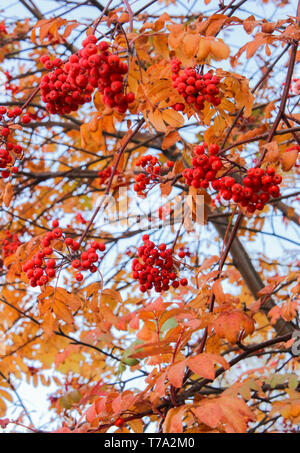 Herbst Blätter und Trauben von Rowan gegen den blauen Himmel Stockfoto