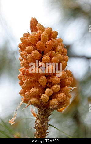 Nahaufnahme von Pinus roxburghii Stiftkegel Stockfoto