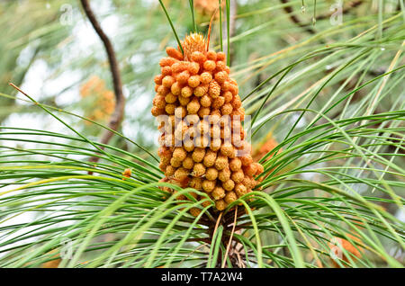 Nahaufnahme von Pinus roxburghii Stiftkegel Stockfoto