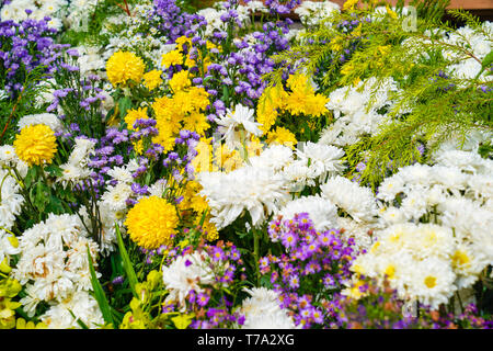 Gemischte Blumen; gelb Kosmos, weiße Orchidee, Marigold in einer Zone zu angeordnet werden., Thailand. Stockfoto