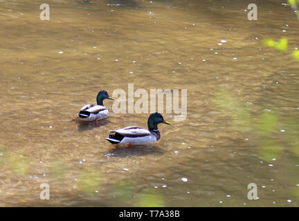 Zwei Erpel (männliche Stockenten) Schwimmen in Cherry Creek, Denver, Colorado Stockfoto