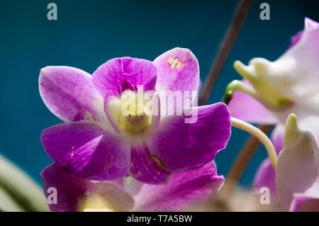 In der Nähe von weißen und rosa Dendrobium orchid, Chiang Mai, Thailand Stockfoto