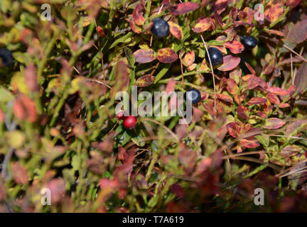 Rot und Schwarz Wald Beeren wachsen in den Wald auf die Büsche unter den Strahlen der Sonne. Herbst Stockfoto