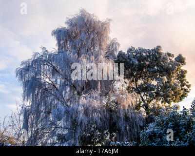 Baum, bedeckt mit Frost an einem kalten sonnigen Wintertag gesehen. Stockfoto