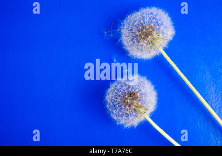 Löwenzahn Blumen und Samen auf blauem Hintergrund Stockfoto